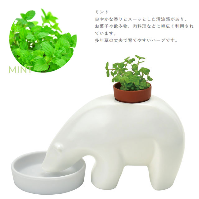 栽培キット polar bearplant ポーラーベアプラント ミント 020