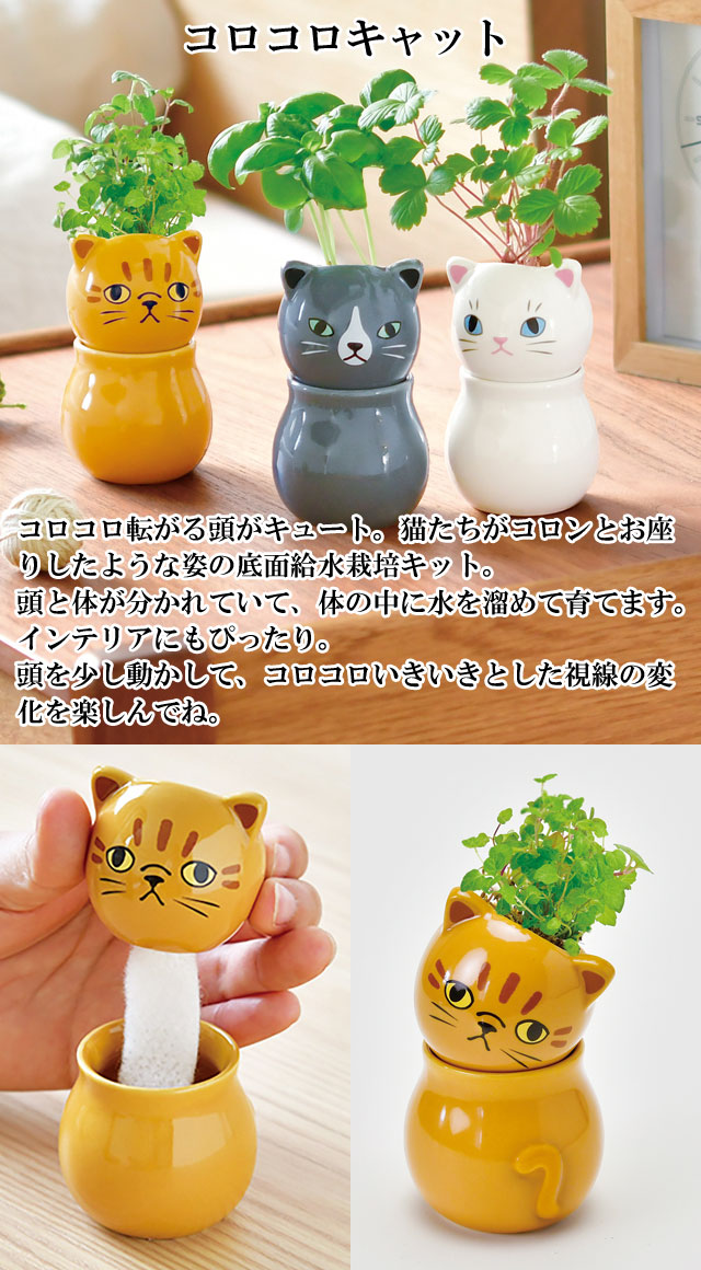 コロコロキャット 栽培セット 001