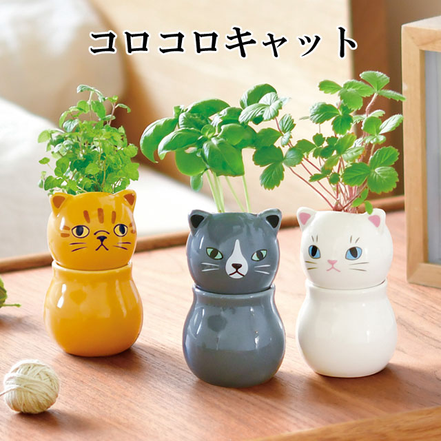 コロコロキャット 栽培セット 010