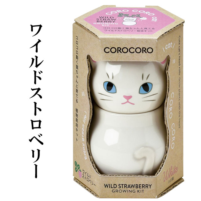 コロコロキャット 栽培セット 040