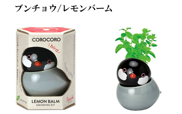 COROCORO bird  コロコロ バード 栽培セット 030