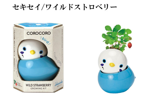 COROCORO bird  コロコロ バード 栽培セット 040