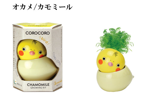 COROCORO bird  コロコロ バード 栽培セット 050