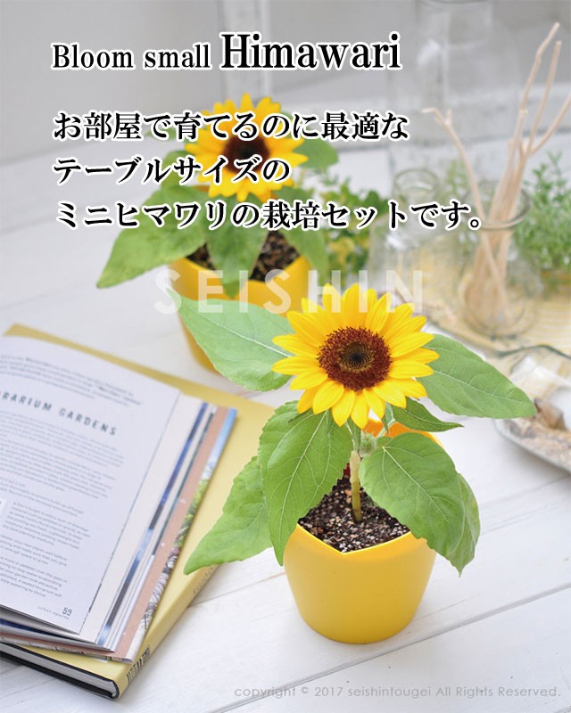 Bloom small Himawari ミニヒマワリ栽培セット 001