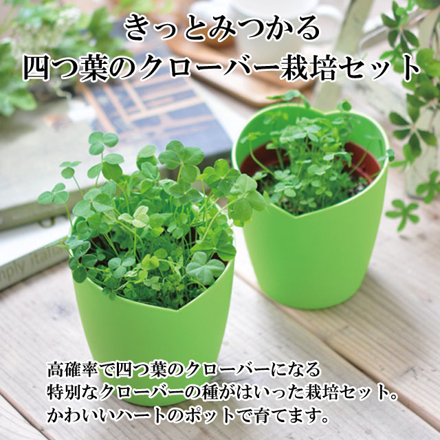 栽培セット きっとみつかる 四つ葉のクローバー 栽培キット 四つ葉 クローバー 栽培 植物 かわいい プレゼント グリーン インテリア 置物 グッズ  :sst104:癒しグッズ専門店 なごみ - 通販 - Yahoo!ショッピング