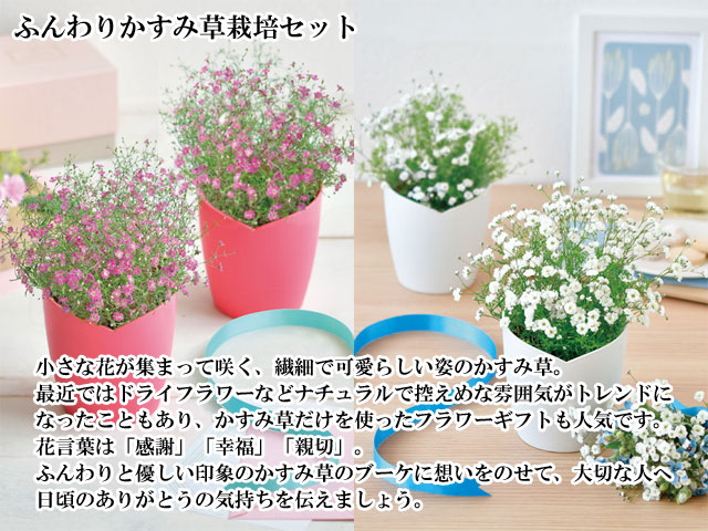 ふんわりかすみ草栽培セット 001