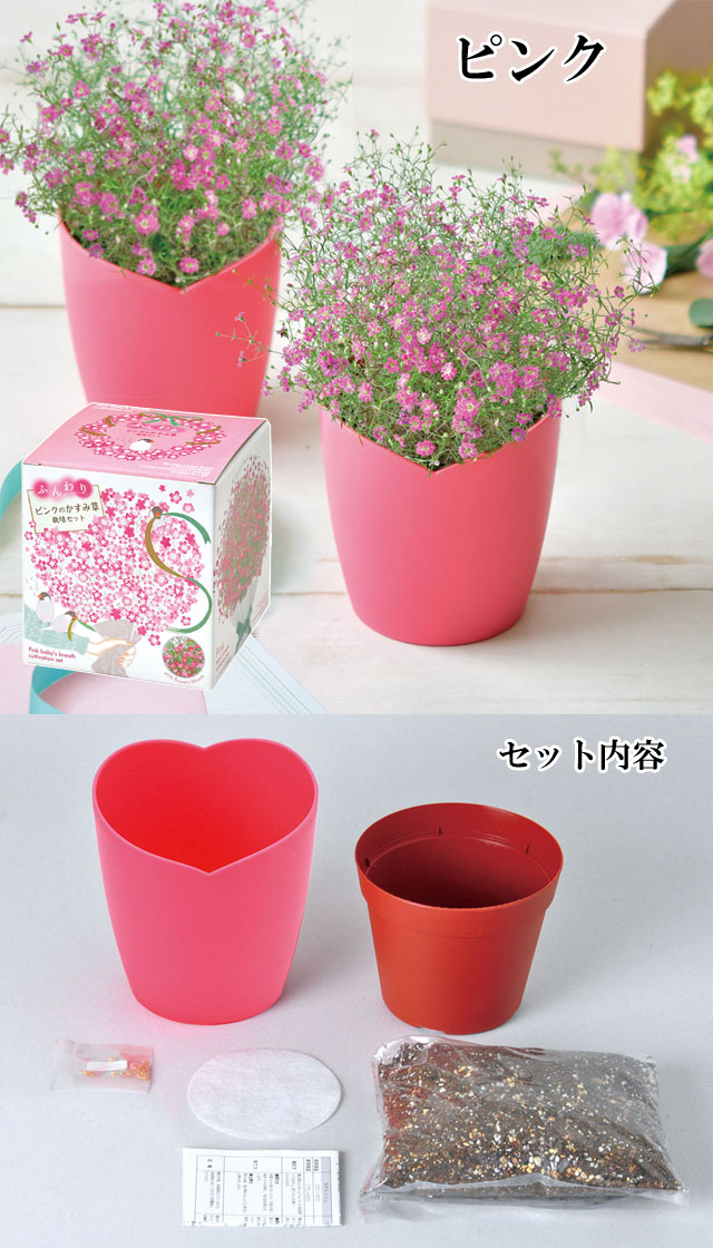 ふんわりかすみ草栽培セット 020