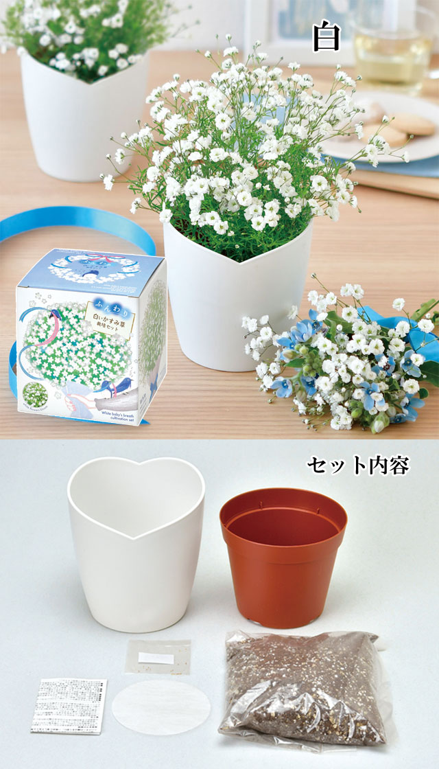 ふんわりかすみ草栽培セット 030