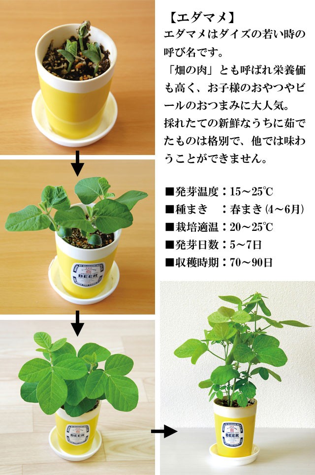 栽培キット えだまめ栽培セット 即納 栽培セット 植物 枝豆 えだまめ ビール おつまみ つまみ お酒 酒 インテリア 置物 グッズ Sst2 癒しグッズ専門店 なごみ 通販 Yahoo ショッピング