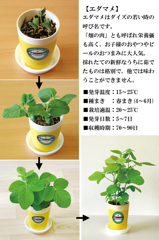 育てるえだ豆栽培セット 102