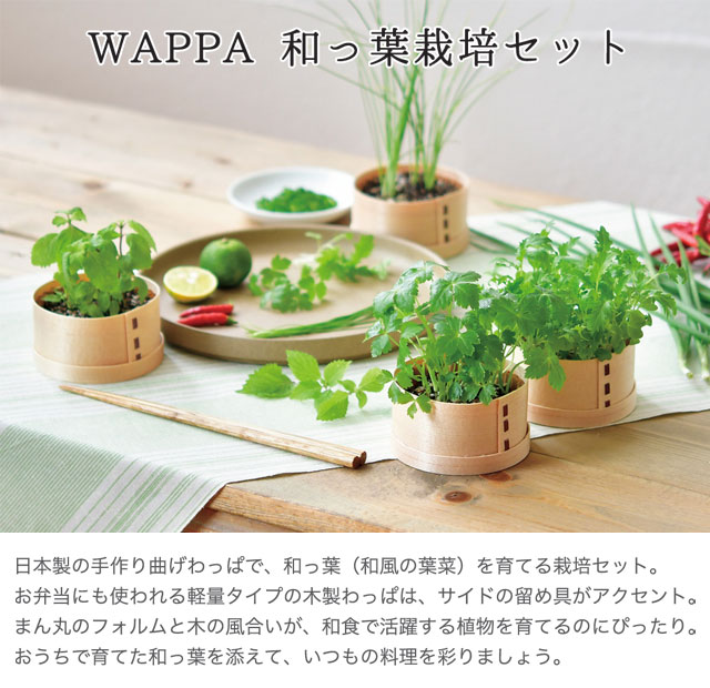 WAPPA 和っ葉栽培セット 001