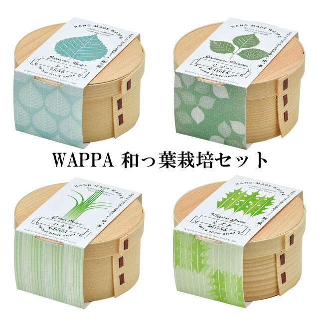 WAPPA 和っ葉栽培セット 010