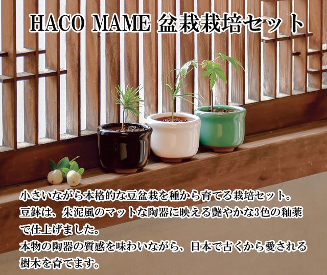 HACO MAME 盆栽 栽培セット黒松 赤松 紅葉 001