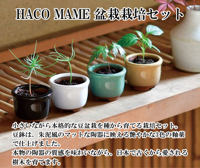 もみ消し　日本語　4枚セット 楽天市場】【公式】 HATACHI ホットマッサージシート【医療機器