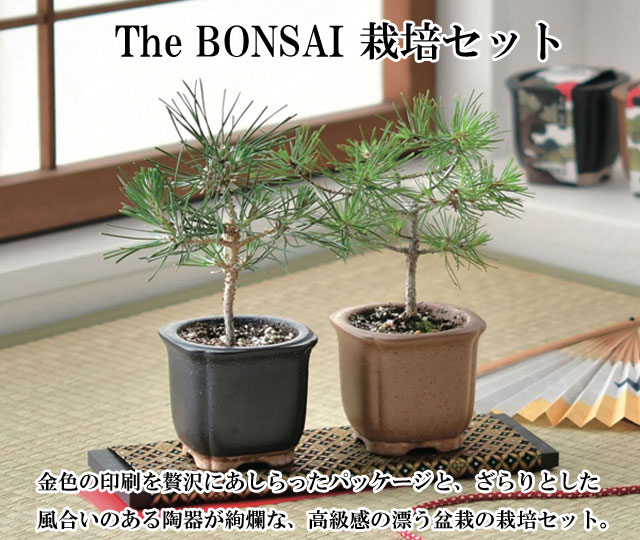 The BONSAI 栽培セット 黒松 赤松 001