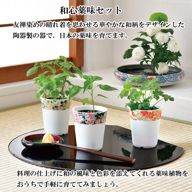 栽培セット 和心薬味 001