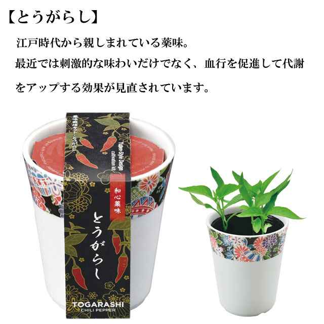 栽培セット 和心薬味 030