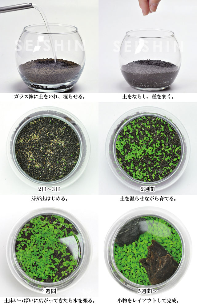 栽培キット 育てる水草(S) 栽培セット 水草 種 流木 植物 かわいい おしゃれ ギフト グリーン インテリア 置物 グッズ : sst451 :  癒しグッズ専門店 なごみ - 通販 - Yahoo!ショッピング