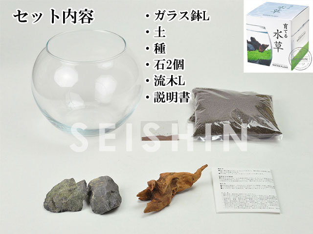 育てる水草(L) 020