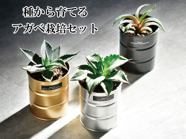 種から育てる アガベ栽培セット 001