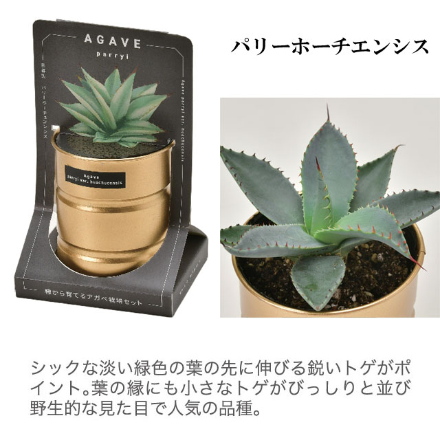 種から育てる アガベ栽培セット 020