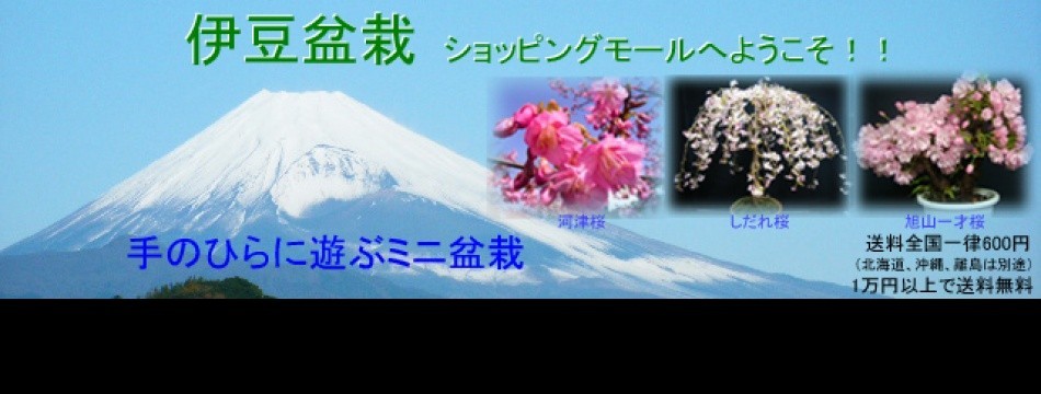 手のひらに遊ぶミニ盆栽