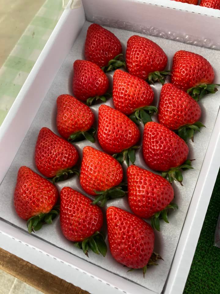 あきひめ いちごのおすすめ人気商品一覧 通販 - Yahoo!ショッピング