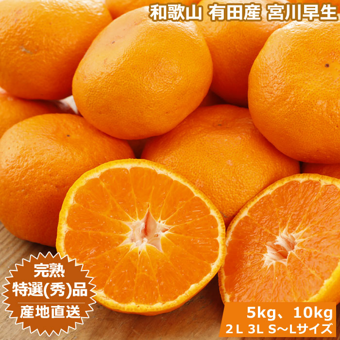 12月予約 和歌山 有田産 樹上完熟みかん 5kg~10kg 贈答用 ミカン 蜜柑 温州 宮川早生 秀品 特撰品 産地直送 ※ ふるさと納税 ではありません | 