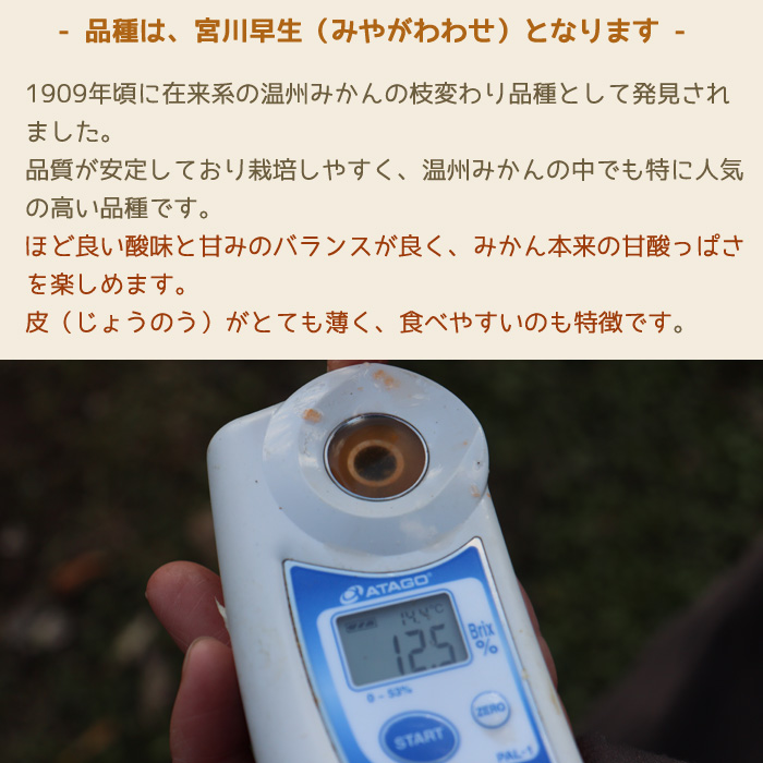 12月予約 和歌山 有田産 樹上完熟みかん 5kg~10kg 贈答用 ミカン 蜜柑 温州 宮川早生 秀品 特撰品 産地直送 ※ ふるさと納税 ではありません |  | 10