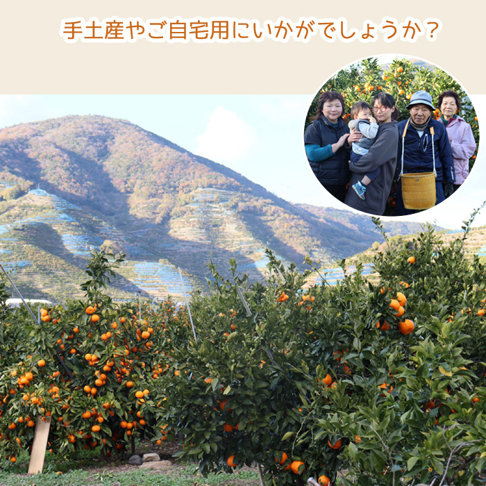 12月予約 和歌山 有田産 樹上完熟みかん 5kg~10kg 贈答用 ミカン 蜜柑 温州 宮川早生 秀品 特撰品 産地直送 ※ ふるさと納税 ではありません |  | 07
