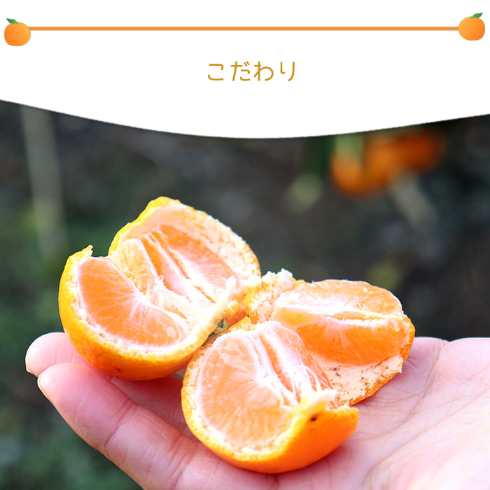 12月予約 和歌山 有田産 樹上完熟みかん 5kg~10kg 贈答用 ミカン 蜜柑 温州 宮川早生 秀品 特撰品 産地直送 ※ ふるさと納税 ではありません |  | 08