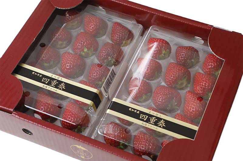 2027年分予約 愛知産 よつぼし 苺 いちご 贈答用 四重奏 250g×2パック