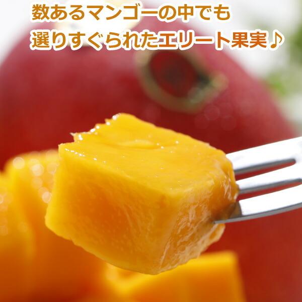 フルーツ マンゴー｜フルーツ｜食品 おすすめ人気商品 通販