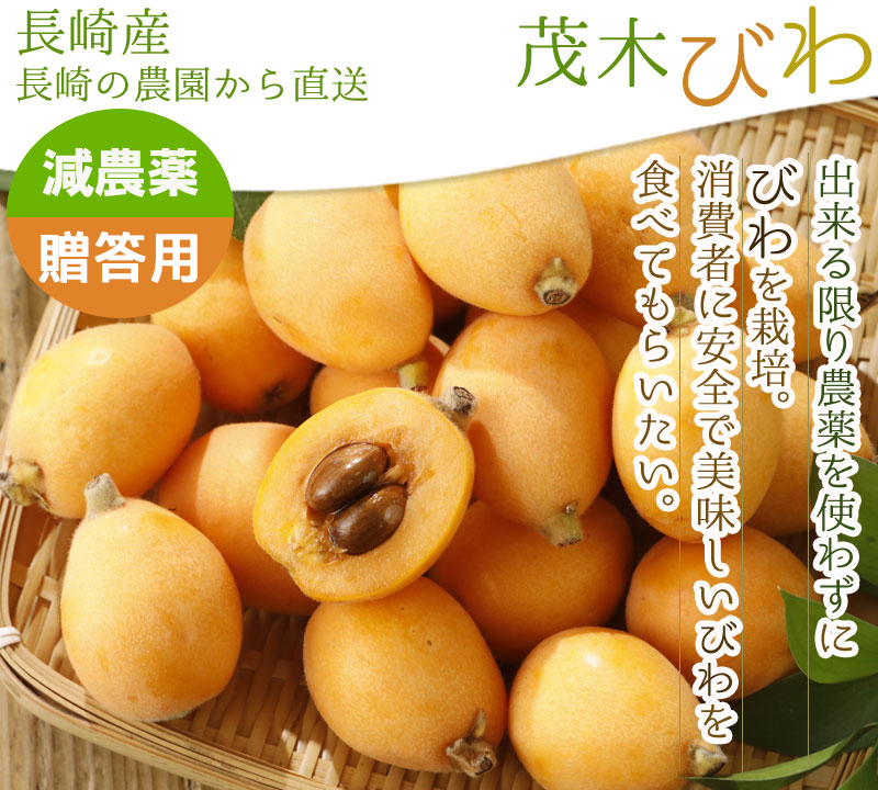 2026年5月分予約 減農薬 長崎産 茂木 びわ 約1kg 贈答用 Mサイズ 30玉