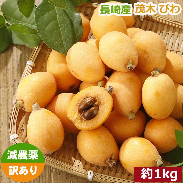 2027年5月分予約 減農薬 長崎産 茂木 びわ 約1kg 訳あり M〜Lサイズ 24