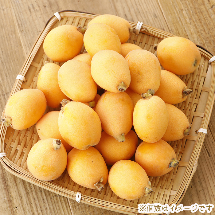 2027年5月分予約 減農薬 長崎産 茂木 びわ 約1kg 訳あり M〜Lサイズ 24