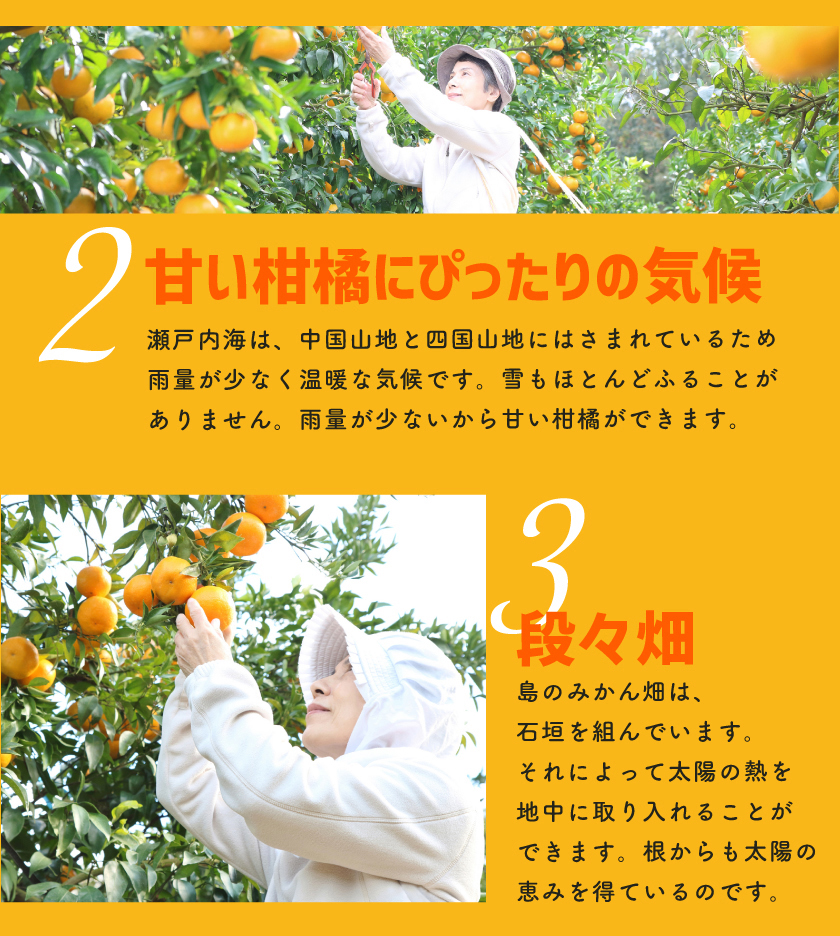 2026年3月分予約 最高糖度15度 訳あり 愛媛 減農薬 デコポン