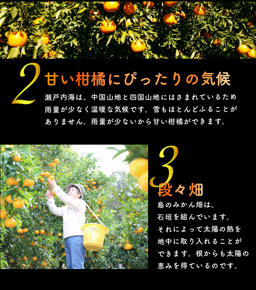 2025年2月分予約 糖度15度前後 訳あり 低農薬 愛媛 はるみ みかん 約4kg 大玉サイズ 産地直送 ore NN｜808｜07