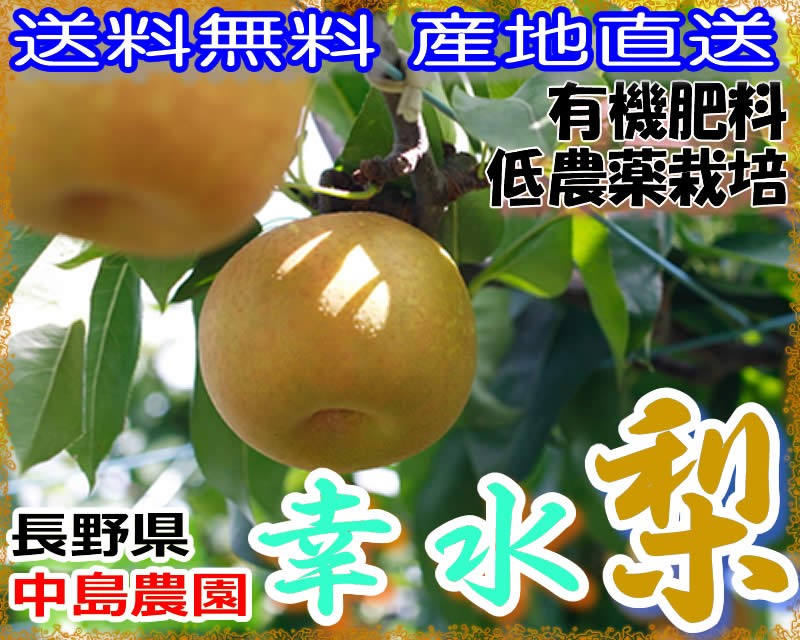 アウトレット 送料無料 訳あり 減農薬 長野 幸水 梨 約4 5キロ 12 15個入 幸水梨 産地直送 Aynaelda Com