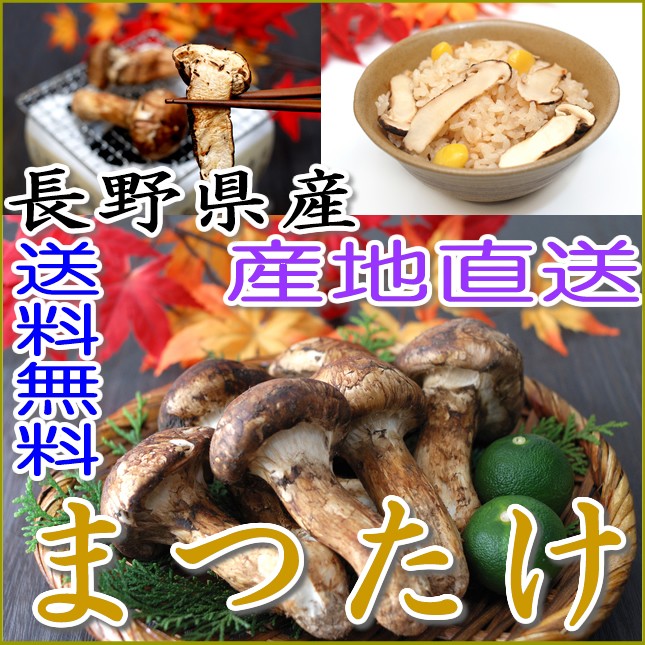 松茸 国産 信州産 長野県産 620グラム 4c0eeec4867e82dc57923c2fe62c4c