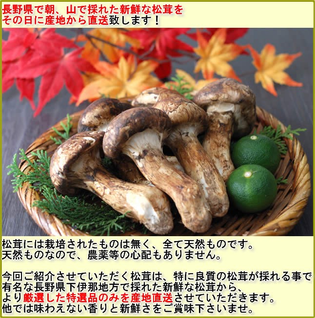 分予約 松茸 国産 コロ 300g 小サイズ まつたけ マツタケ 長野産