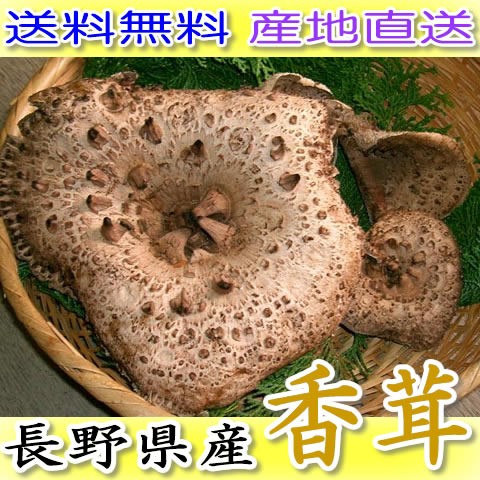 香茸　国産 img58236526.jpg