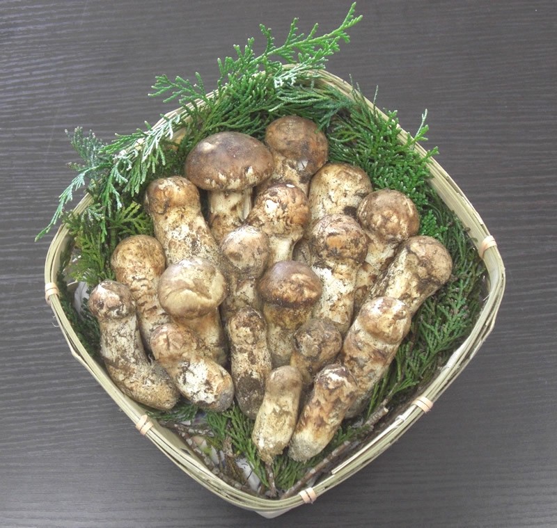 分予約 松茸 国産 コロ 300g 小サイズ まつたけ マツタケ 長野産