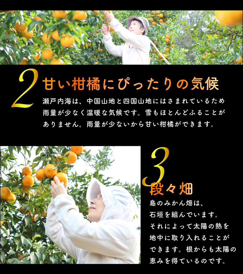 12月分予約 無農薬 みかん 訳あり 約 10kg 愛媛みかん ミカン 蜜柑
