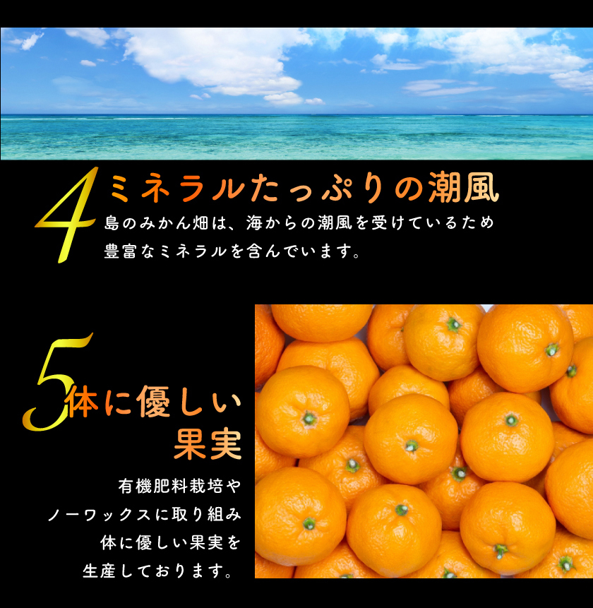 12月分予約 無農薬 みかん 訳あり 約 10kg 愛媛みかん ミカン 蜜柑