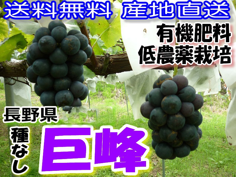 豪州産たねなしクリスピー緑ぶどう(甘い　硬い　安い )約9.0KG/箱 豪州産たねなしクリスピー緑ぶどう(甘い 硬い 安い )約9.0KG/箱 食品