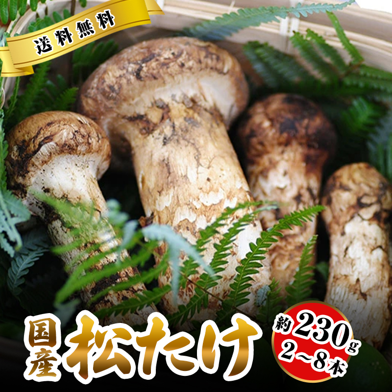 松茸 国産 中つぼみ(半開き) 約230g 2~8本程度 小さめ まつたけ マツタケ 岡山 : okamatu-tubo230 : はちまるはち -  通販 - Yahoo!ショッピング