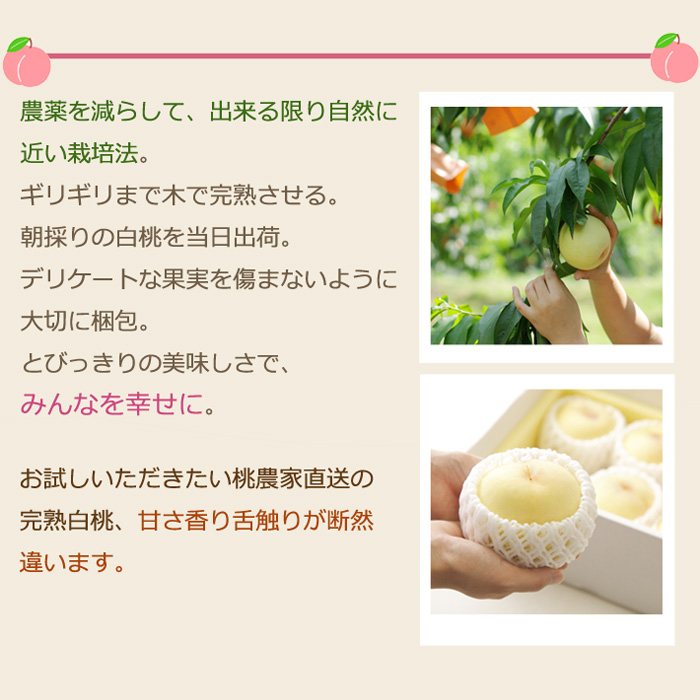 2027年分予約 【全額返金】 低農薬 岡山産 白桃 桃 6~10玉約1.8kg 訳あり 白鳳 清水白桃 おかやま夢白桃 はなよめ 白麗 瀬戸内白桃 幸茜 早生  樹上完熟 |  | 08