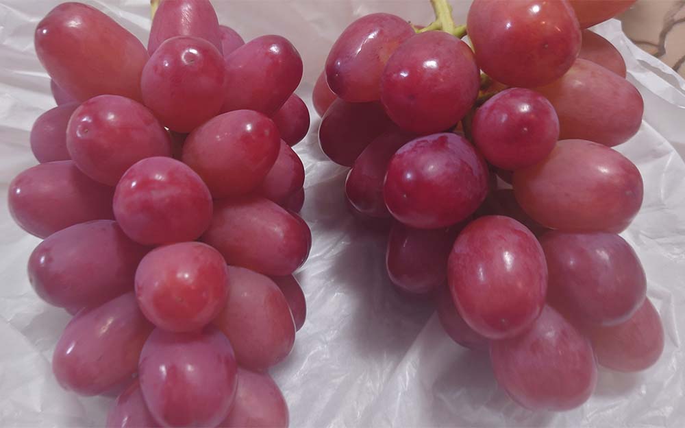無農薬 糖度20度】ぶどう 1kg~3kg ブドウ 葡萄 石川産 オリンピア