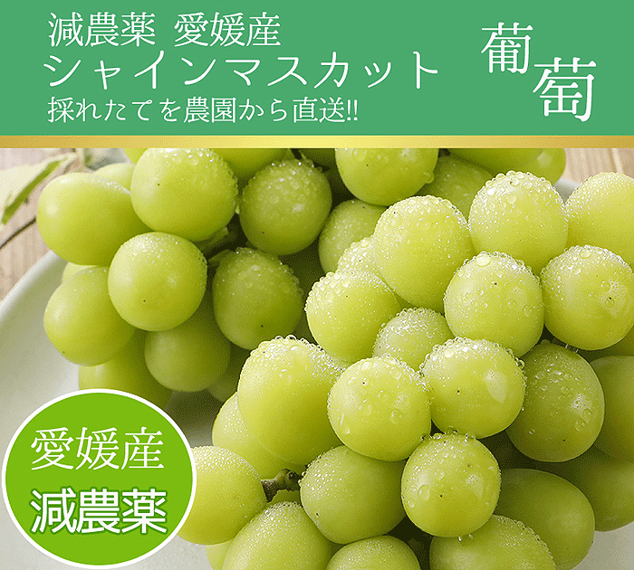 9月分予約 減農薬 愛媛産 シャインマスカット 特選2房入 贈答用 ぶどう